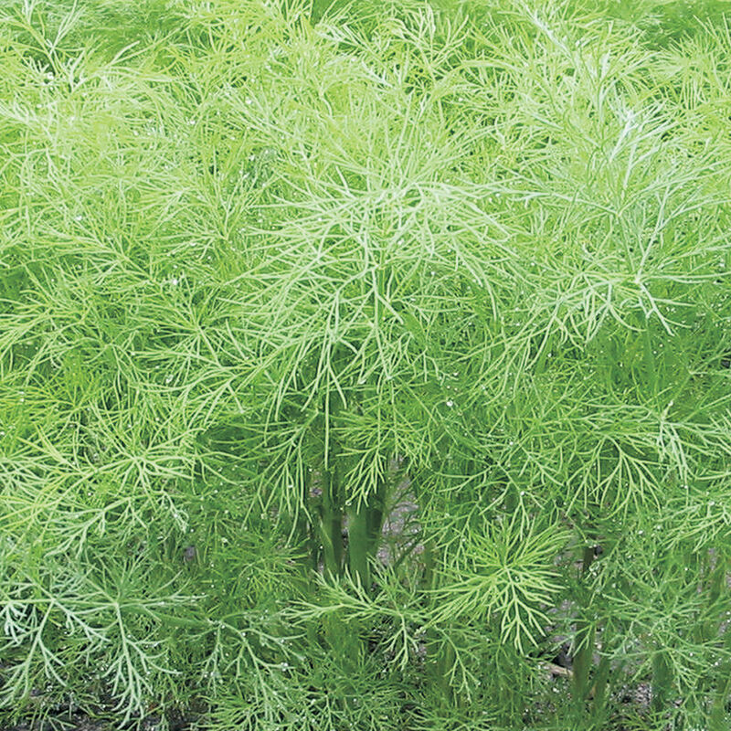 Green Sleeves – Dill Seed
